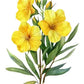 Evening Primrose Oil
