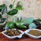 Feijoa ~ Guava Fruit Powder