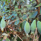 Feijoa ~ Guava Fruit Powder
