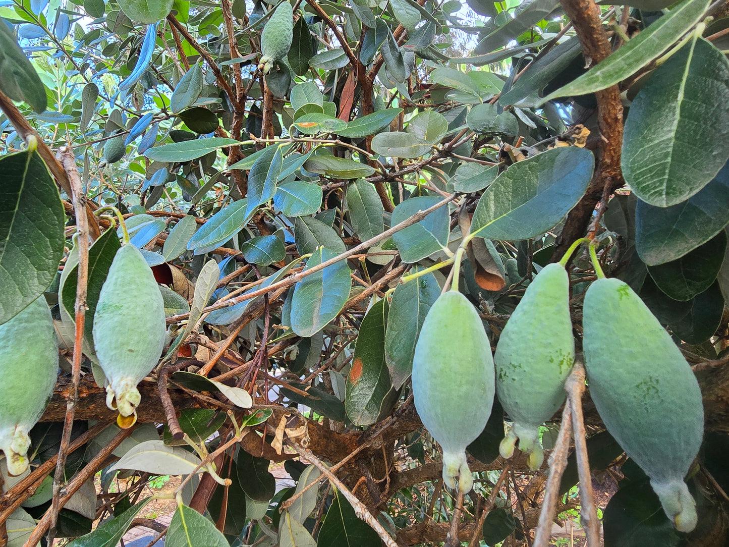 Feijoa ~ Guava Fruit Powder