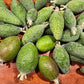 Feijoa ~ Guava Fruit Powder