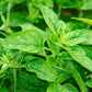 Hydrosol - Oregano