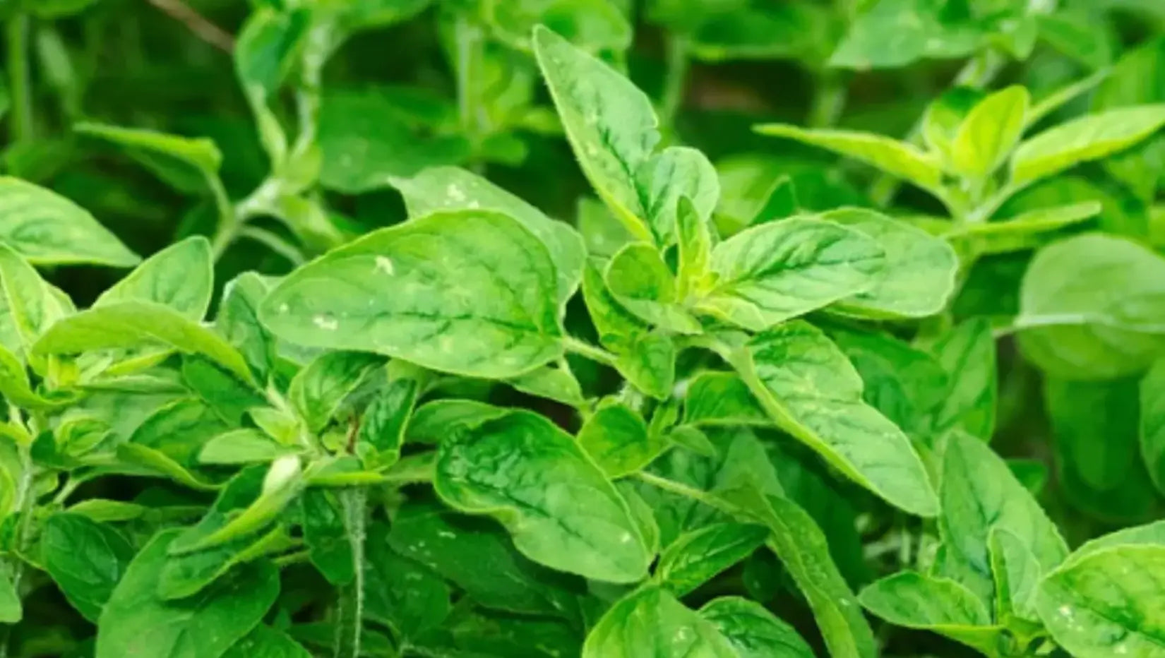 Hydrosol - Oregano