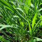 Lemongrass Essential Oil