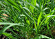 Hydrosol - Lemongrass
