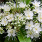 Hydrosol - Lemon Myrtle