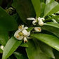 Neroli Essential Oil