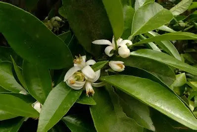 Neroli Essential Oil