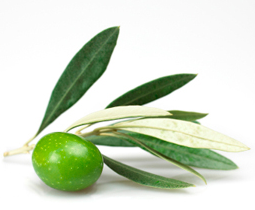 Hydrosol - Olive Leaf