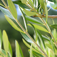 Hydrosol - Olive Leaf