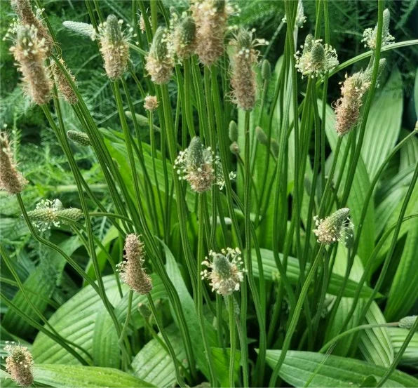 Hydrosol - Plantain