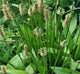 Hydrosol - Plantain