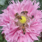 Poppy Seeds