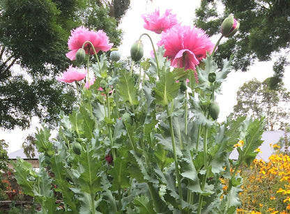 Poppy Seeds