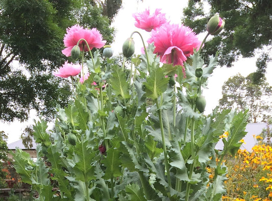 Poppy Seeds