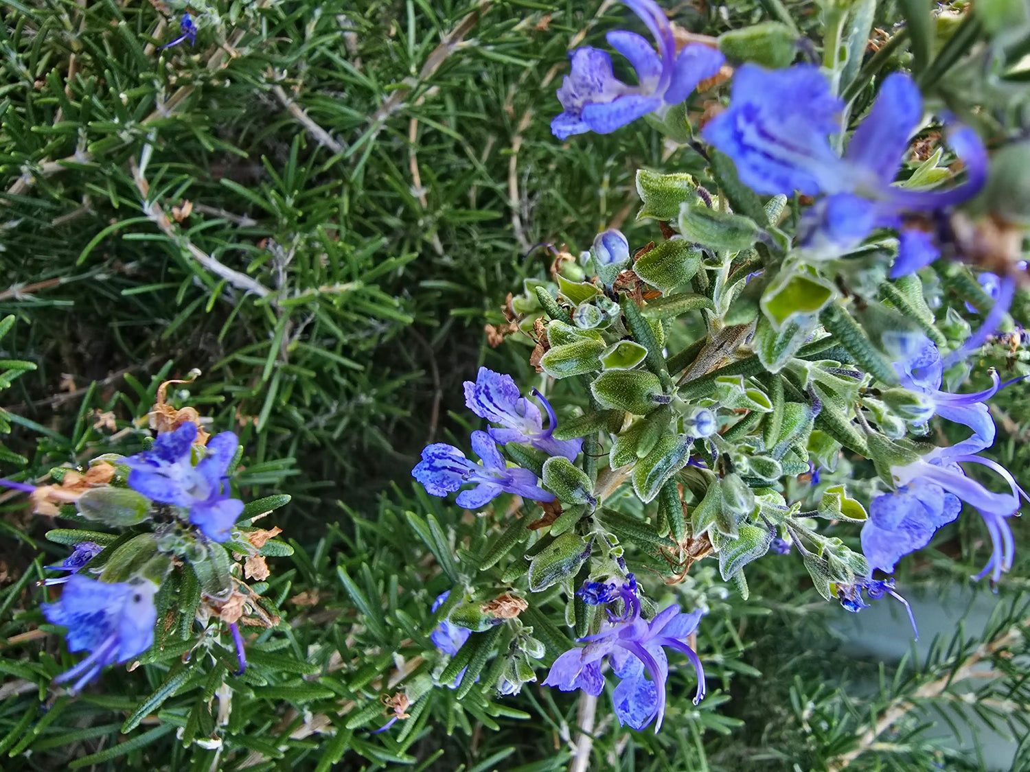 Rosemary Essential Oil