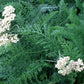 Hydrosol - Yarrow